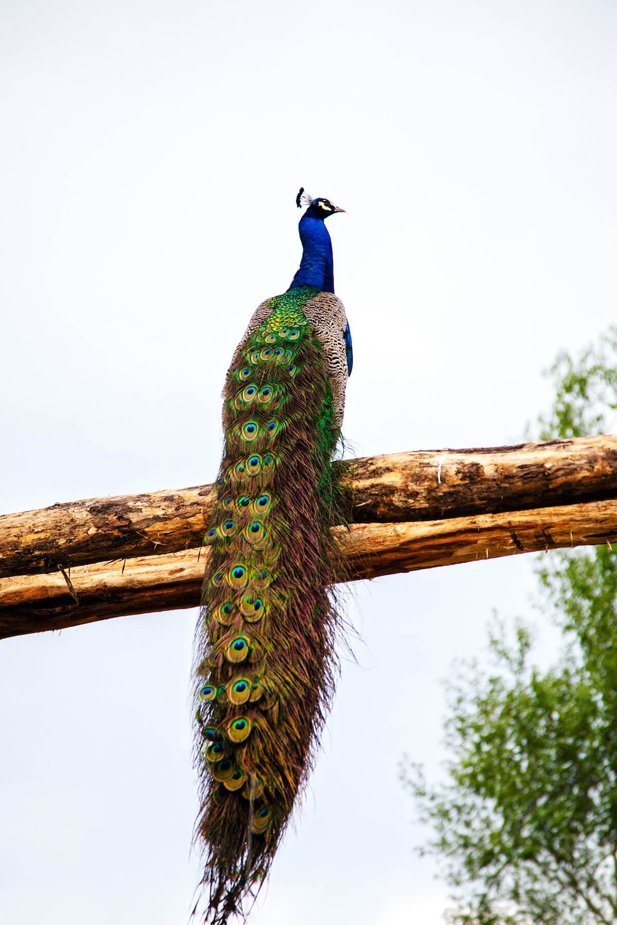 A Peacock enjoying Parc Sainte Croix Neos Homestead by CAP.CO Photography by Kev Foster