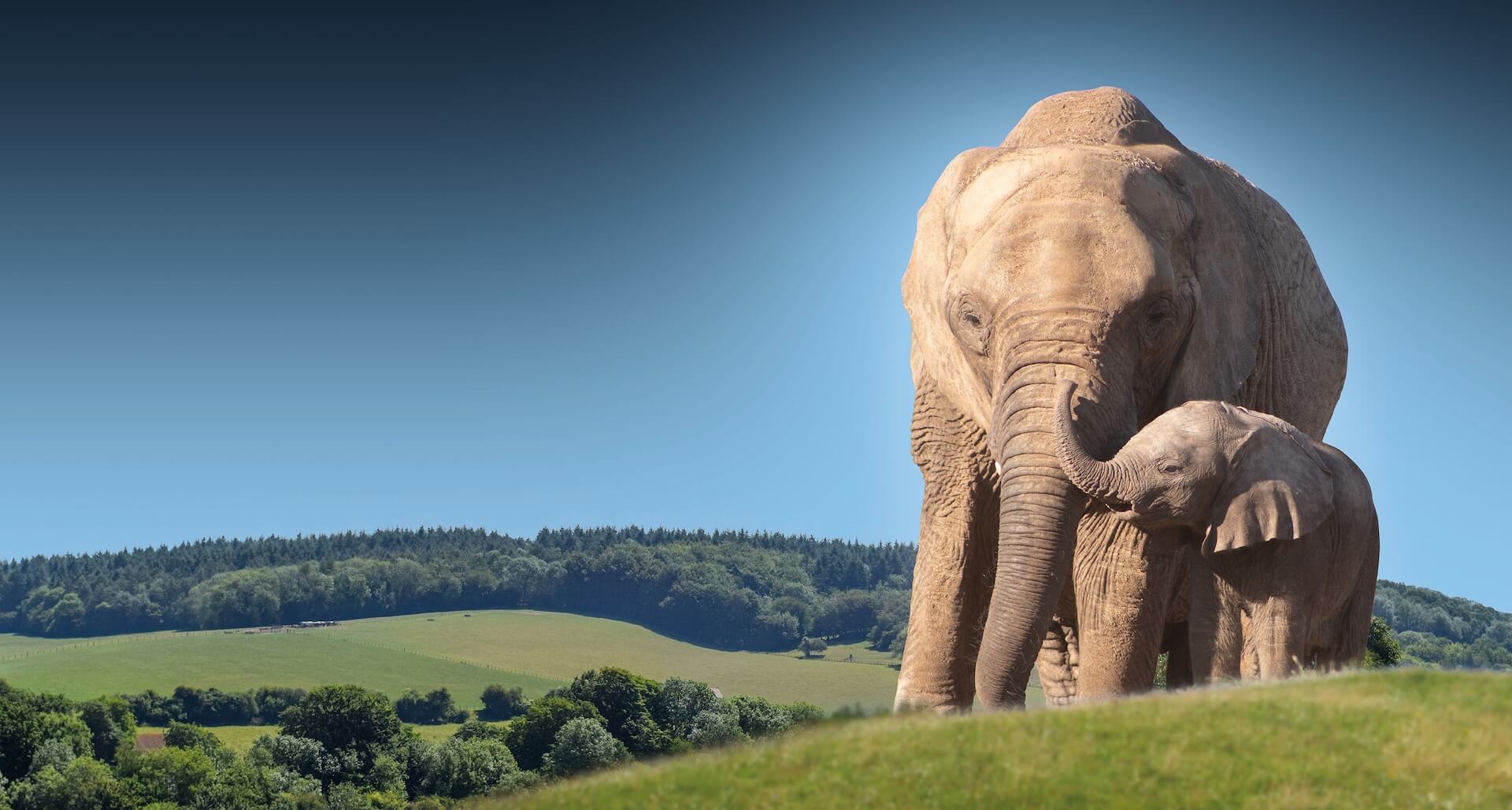 African Elephant at Howletts Wild Animal Park